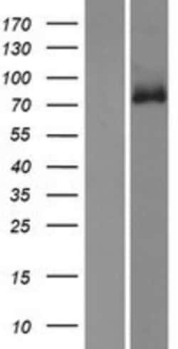 Novus Biologicals&trade;&nbsp;GPR149 Overexpression Lysate