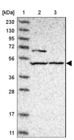 GPR150 Antibody, Novus Biologicals 25 &mu;L; Unlabeled:Antibodies, Polyclonal