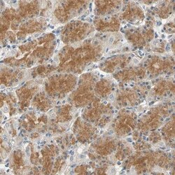 GPR153 Antibody, Novus Biologicals 0.1mL; Unlabeled:Antibodies, Polyclonal
