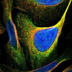 GPR154 Antibody, Novus Biologicals 25 &mu;L, Unconjugated:Antibodies, Polyclonal