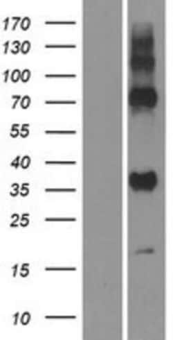 Novus Biologicals&trade;&nbsp;GPR157 Overexpression Lysate
