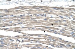GPR161 Antibody, Novus Biologicals 100&mu;L; Unlabeled:Antibodies, Polyclonal
