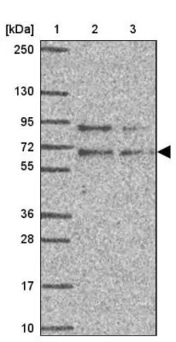 GPR162 Antibody, Novus Biologicals 0.1mL; Unlabeled:Antibodies, Polyclonal