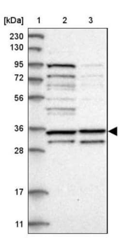 GPR27 Antibody, Novus Biologicals 25 &mu;L; Unlabeled:Antibodies, Polyclonal