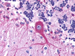 GPR39 Antibody - BSA Free, Novus Biologicals 0.05mL; Unlabeled:Antibodies,