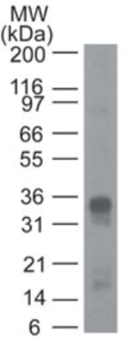 CRTH-2/GPR44 Antibody (54N1H4), Novus Biologicals 0.1mg; Unlabeled:Antibodies,