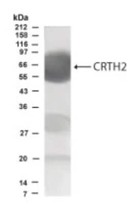 CRTH-2/GPR44 Antibody - BSA Free, Novus Biologicals:Antibodies:Primary