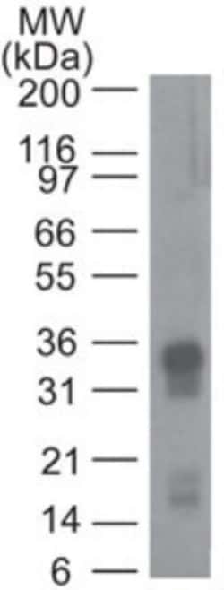 CRTH-2/GPR44 Antibody (54N3F8) - BSA Free, Novus Biologicals 0.025mg; Unlabeled:Antibodies,