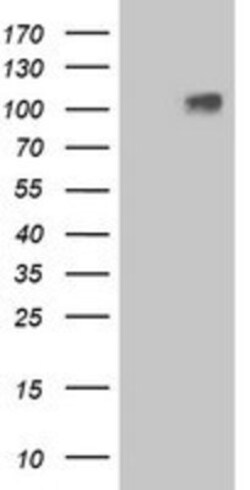 Lgr4/GPR48 Antibody (OTI2D1), Novus Biologicals 0.1mL; Unlabeled:Antibodies,