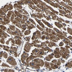 GPR4 Antibody, Novus Biologicals:Antibodies:Primary Antibodies