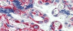 GPR6 Antibody, Novus Biologicals 0.05mg; Unlabeled:Antibodies, Polyclonal