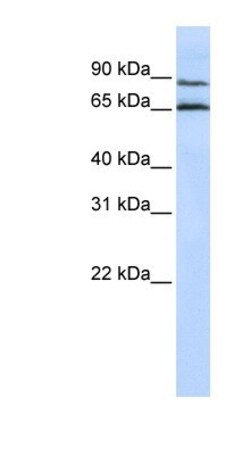 GPR75 Antibody, Novus Biologicals 100&mu;L; Unlabeled:Antibodies, Polyclonal