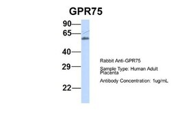 GPR75 Antibody, Novus Biologicals 100&mu;L; Unlabeled:Antibodies, Polyclonal
