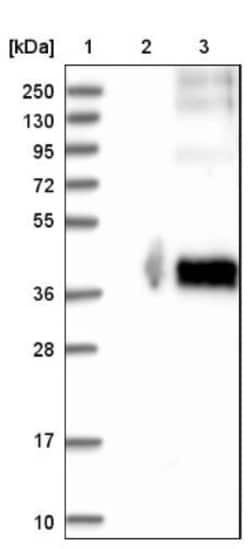 CDS1 Antibody, Novus Biologicals:Antibodies:Primary Antibodies