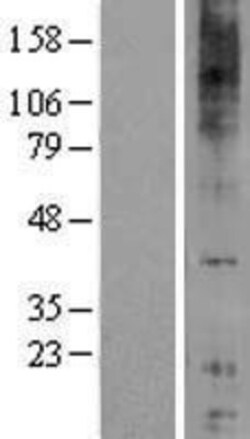 Novus Biologicals&trade;&nbsp;GPR84 Overexpression Lysate