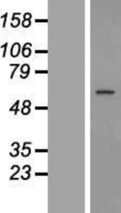 Novus Biologicals&trade;&nbsp;GPR89 Overexpression Lysate