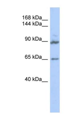 GPRASP2 Antibody, Novus Biologicals 100&mu;L; Unlabeled:Antibodies, Polyclonal