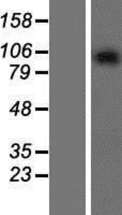Novus Biologicals&trade;&nbsp;GPRASP2 Overexpression Lysate