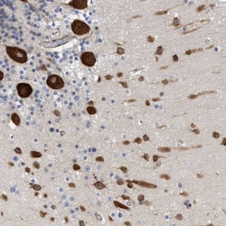 GPRASP2 Antibody, Novus Biologicals:Antibodies:Primary Antibodies