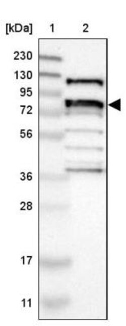 GPRASP2 Antibody, Novus Biologicals:Antibodies:Primary Antibodies