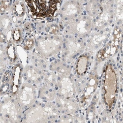 GPRC5B Antibody, Novus Biologicals:Antibodies:Primary Antibodies