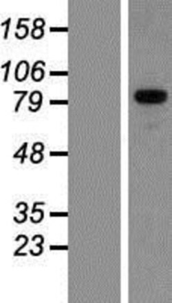 Novus Biologicals&trade;&nbsp;GPRIN3 Overexpression Lysate