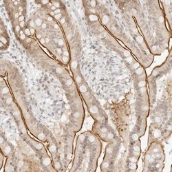 G protein alpha Antibody, Novus Biologicals 0.1 mL | Buy Online | Novus Biologicals | Fisher Scientific