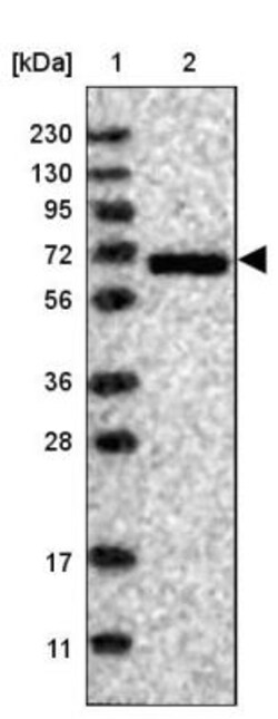 G protein alpha Antibody, Novus Biologicals 0.1 mL | Buy Online | Novus Biologicals | Fisher Scientific