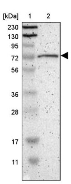 GPSM2 Antibody, Novus Biologicals:Antibodies:Primary Antibodies
