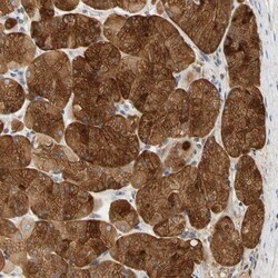 GPSM2 Antibody, Novus Biologicals:Antibodies:Primary Antibodies
