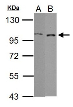 GRAF Antibody, Novus Biologicals 100 ul; Unconjugated:Antibodies, Polyclonal
