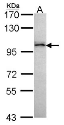 GRAF Antibody, Novus Biologicals 100 ul; Unconjugated:Antibodies, Polyclonal