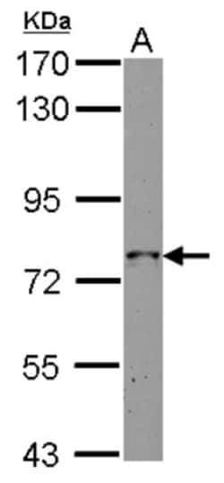 GRAF Antibody, Novus Biologicals 0.1mL; Unlabeled:Antibodies, Polyclonal