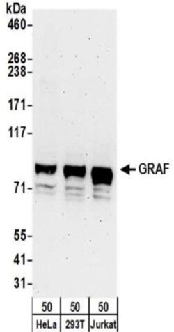 GRAF Antibody, Novus Biologicals 0.1mg; Unlabeled:Antibodies, Polyclonal