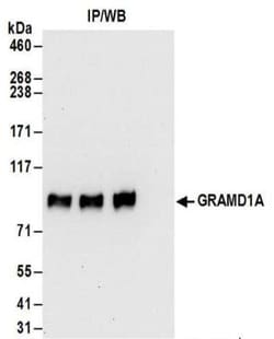 GRAMD1A Antibody, Novus Biologicals 0.1mg; Unlabeled:Antibodies, Polyclonal