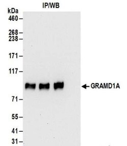 GRAMD1A Antibody, Novus Biologicals 0.1mg; Unlabeled:Antibodies, Polyclonal