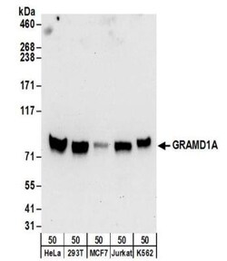 GRAMD1A Antibody, Novus Biologicals 0.1mg; Unlabeled:Antibodies, Polyclonal