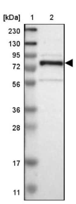GRAMD1C Antibody, Novus Biologicals:Antibodies:Primary Antibodies