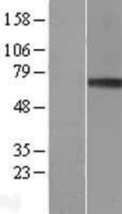 Novus Biologicals&trade;&nbsp;Granulin Overexpression Lysate