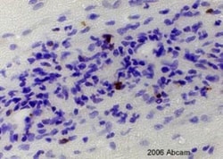 Granzyme B Antibody 6mL; Unlabeled:Antibodies, Polyclonal