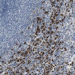 Granzyme M Antibody, Novus Biologicals:Antibodies:Primary Antibodies