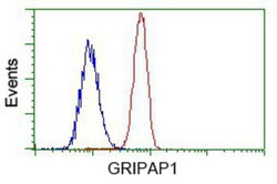 GRASP1 Antibody (OTI1E3), Novus Biologicals 0.1mL; Unlabeled:Antibodies,