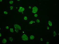 GRASP1 Antibody (OTI1E3), Novus Biologicals 0.1mL; Unlabeled:Antibodies,