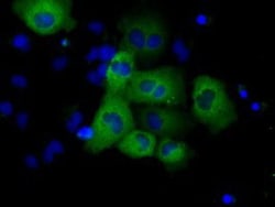 GRASP1 Antibody (OTI1E3), Novus Biologicals 0.1mL; Unlabeled:Antibodies,