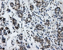 GRASP1 Antibody (OTI1E3), Novus Biologicals 0.1mL; Unlabeled:Antibodies,