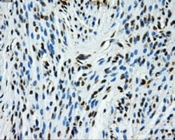GRASP1 Antibody (OTI1E3), Novus Biologicals 0.1mL; Unlabeled:Antibodies,