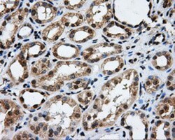 GRASP1 Antibody (OTI1E3), Novus Biologicals 0.1mL; Unlabeled:Antibodies,