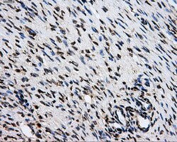 GRASP1 Antibody (OTI1E3), Novus Biologicals 0.1mL; Unlabeled:Antibodies,