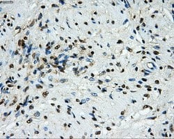 GRASP1 Antibody (OTI1E3), Novus Biologicals 0.1mL; Unlabeled:Antibodies,