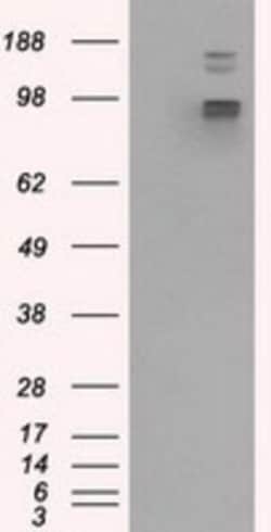 GRASP1 Antibody (OTI1E3), Novus Biologicals 0.1mL; Unlabeled:Antibodies,